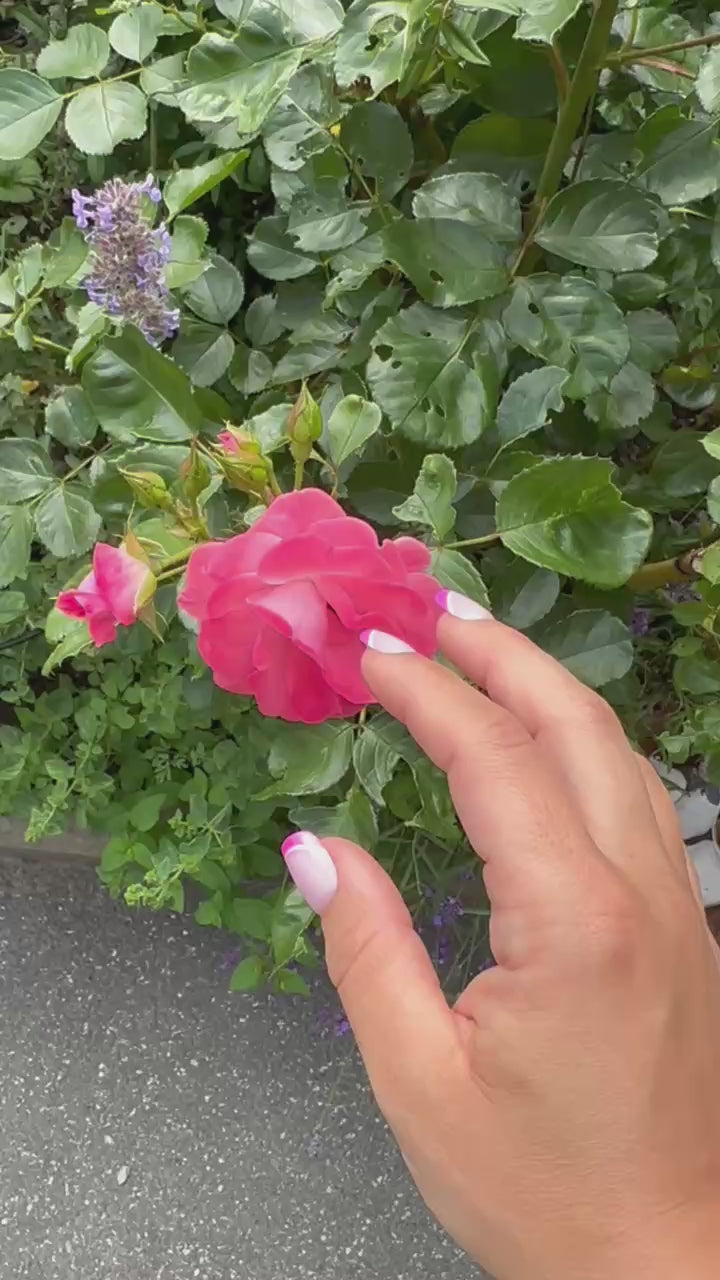 Square Press On Nails | Mini Pink French | Short | Touch of Capital Nails